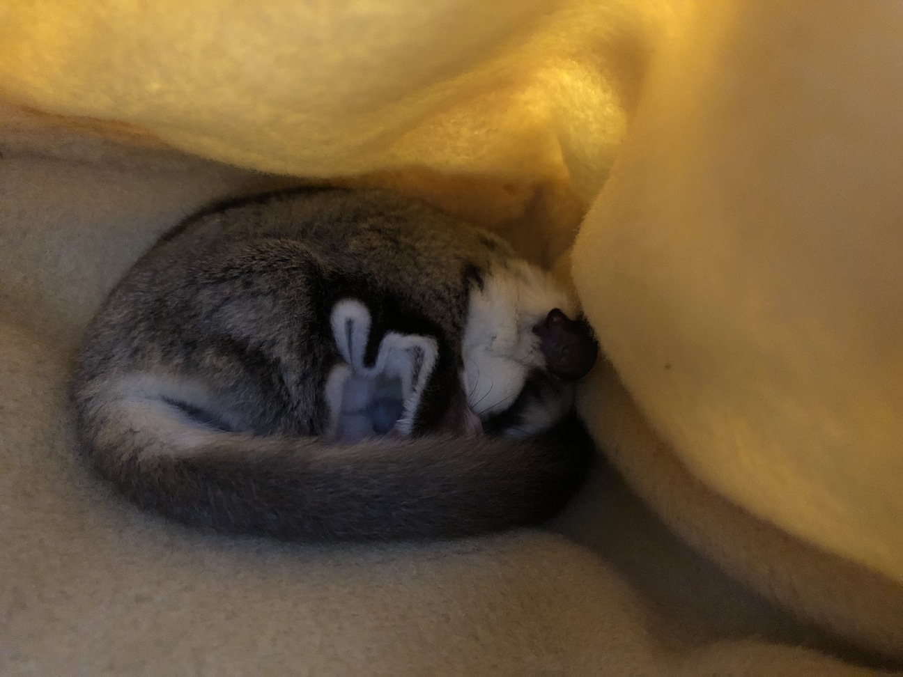 フクロモモンガ(♂・約6カ月) サムネイル5