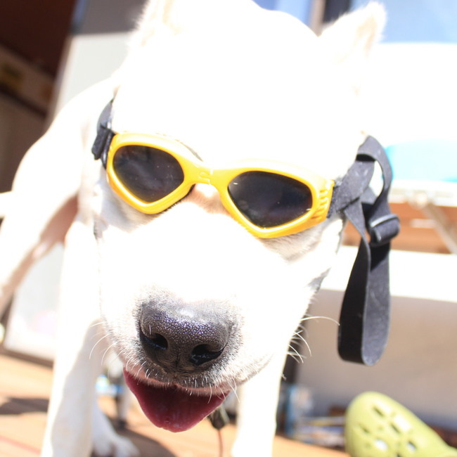 シルバーバッグのカバー写真