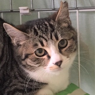 クレオパトラちゃん　生後５か月