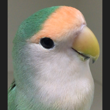 うちの子かわいい