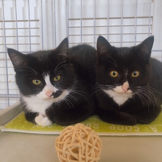 白黒兄妹里親募集♡