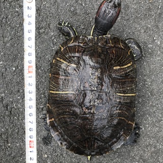 【ありがとうございます！】警察署保管のミドリガメ