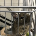  デグー ノーマル 里親さん探してます