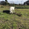 時雨猫