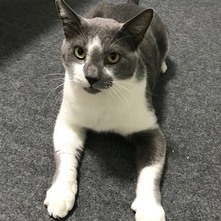 ジョージ　　　　3〜４才くらいの男の子