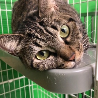 保護猫のご紹介！ナキトラちゃんです！