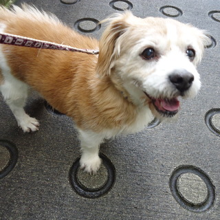 保護犬のご紹介！　ベンくんです！