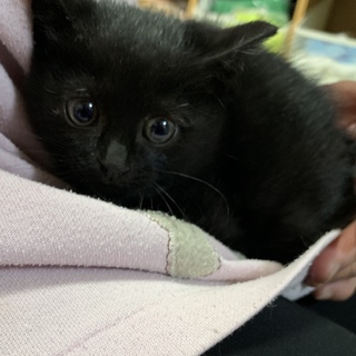 ビビリの黒の女の子　子猫