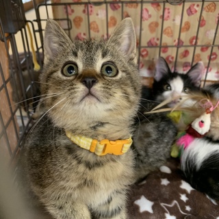 もこもこのキジトラの男の子　子猫