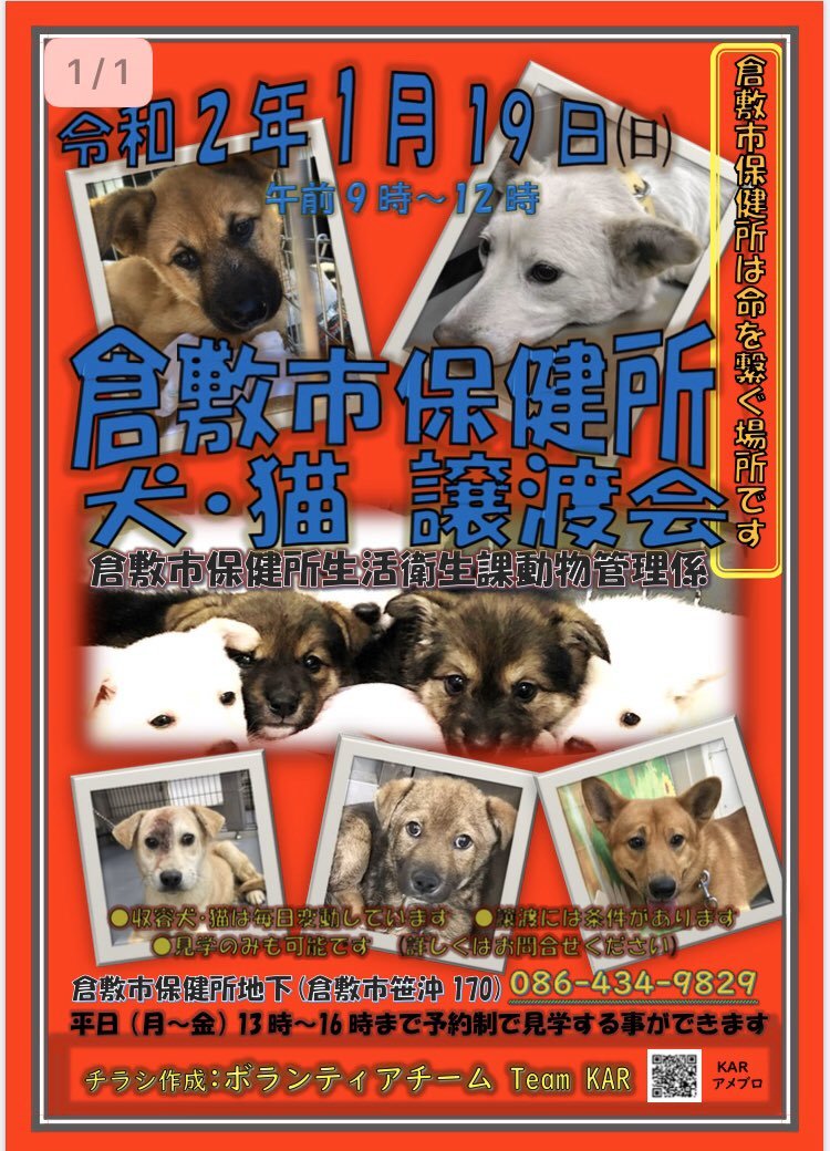 倉敷市保健所 収容犬猫譲 繋 倉敷市保健所犬ボランティア のイベント 9249 ペットのおうち 月間利用者150万人