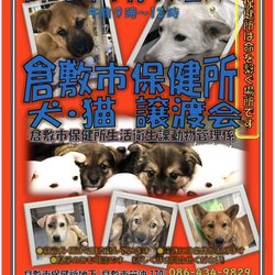 倉敷市保健所 収容犬猫譲渡会・見学会