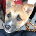 気持ちの優しい甘えん坊ミントちゃん