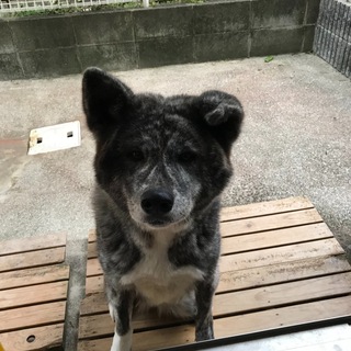 秋田犬　綺麗な虎毛の女の子です。3歳8カ月