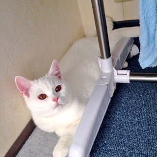 【受付一時中止】里親募集 人懐っこい白猫