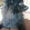 ポメラニアン黒♂里親募集 サムネイル2