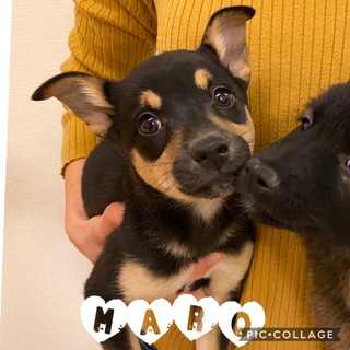 人と遊ぶのが大好きでたまらない！まろちゃん