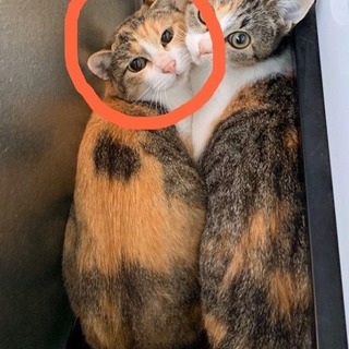 新しい家族と幸せに暮らしています！