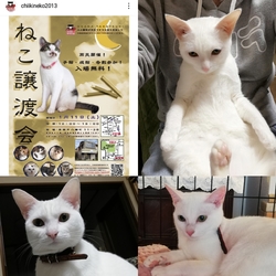 ねこの譲渡会