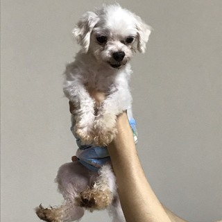 マルチーズの男の子