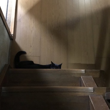 隠れてるつもり