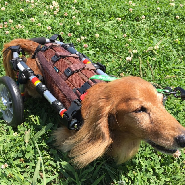 チョクランのカバー写真