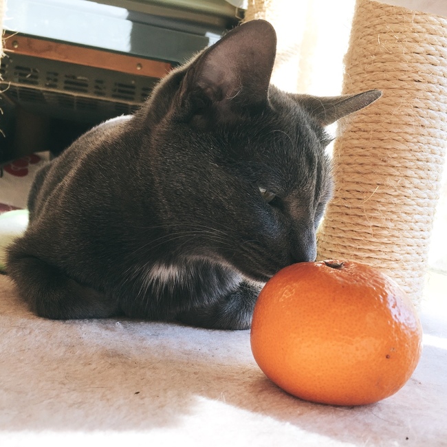 みこものカバー写真