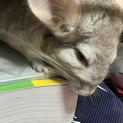 チンチラ メス