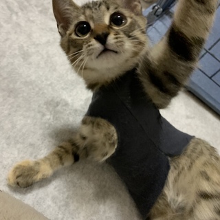 甘えん坊の生後3ヶ月キジトラ女の子