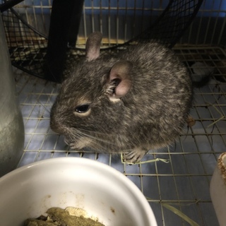 デグー（ブルー）里親募集