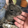 デグー（ブルー）里親募集 サムネイル2