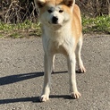 可愛い秋田犬の女の子