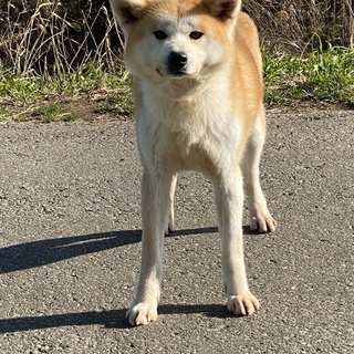 可愛い秋田犬の女の子