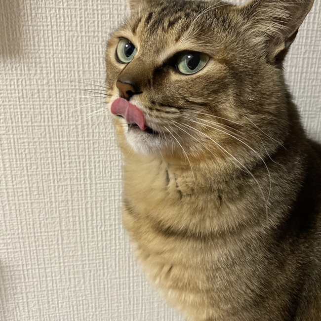 きむらしほのカバー写真