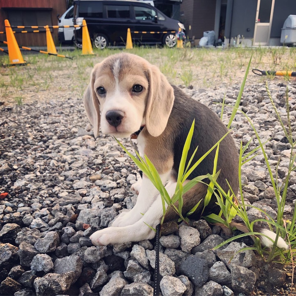 ライリーのカバー写真