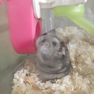 迷子:ジャンガリアンハムスターの里親を募集します！