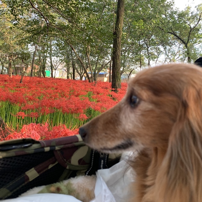 えーびーのカバー写真