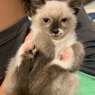 シャム系！リアンちゃん