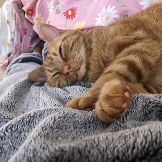 アメショの茶トラくん