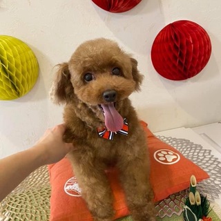 陽気で人懐っこいワッフルちゃん♪