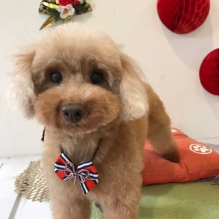 控えめで人懐っこいモアナちゃん♪