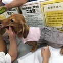 生後11カ月怖がりだけど人懐っこい女の子