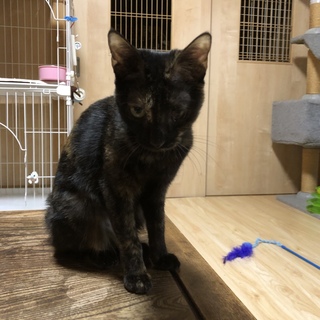 人懐こいサビ猫『クリコ』