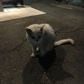 里親募集 猫ちゃん