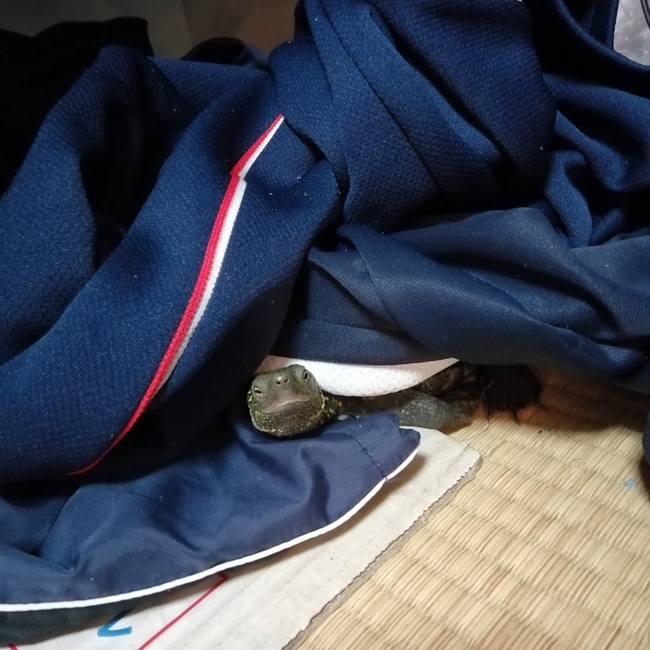 カメタン0615のカバー写真