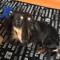 飼い主募集してます