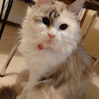 ふわふわ長毛美猫ちゃん。