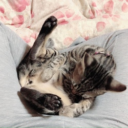 ルナちゃん 避妊のあとの抜糸