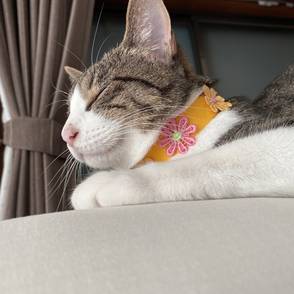 Lunaのカバー写真