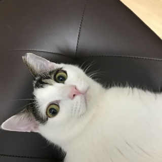 美猫です。片目にアイシャドウ入ってます！