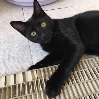 トライアル決定しました、ありがとうございます。